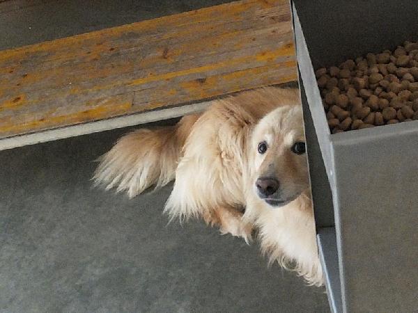 Lapo il biondo Foto 4