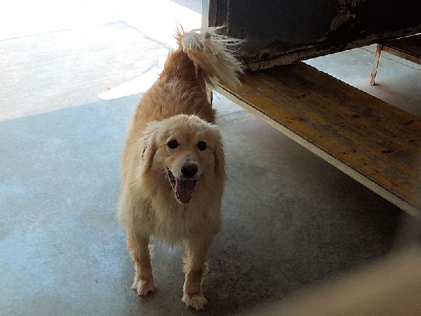 Lapo il biondo Foto 6
