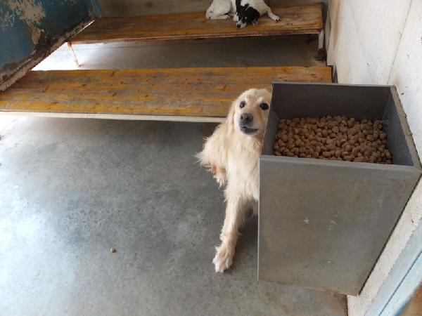 Lapo il biondo Foto 7