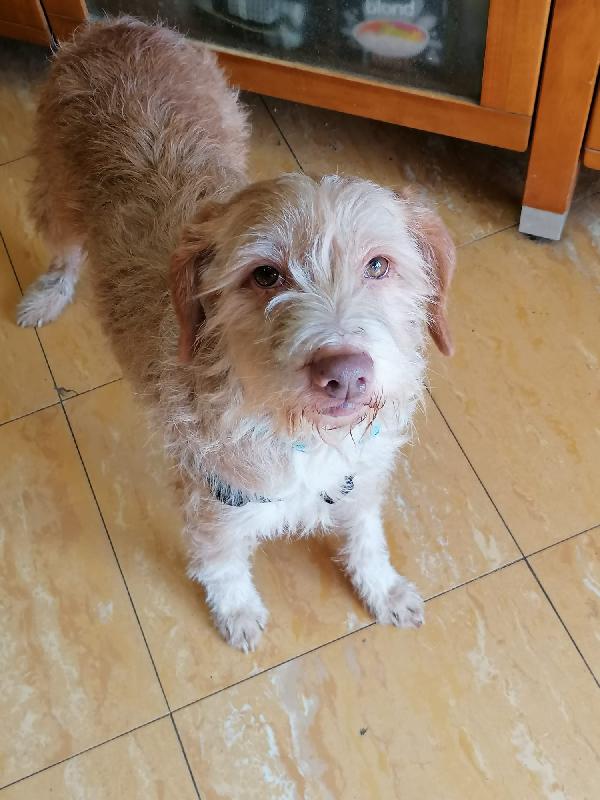 Teresa Spinoncina Taglia Piccola 