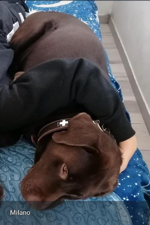 Labrador Marrone 8Anni Non Esce Di Casa! Milano