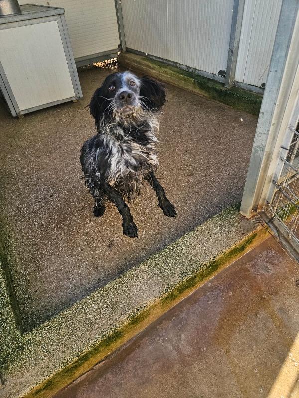 Raya: giovane setterina socievole affettuosa  Foto 4