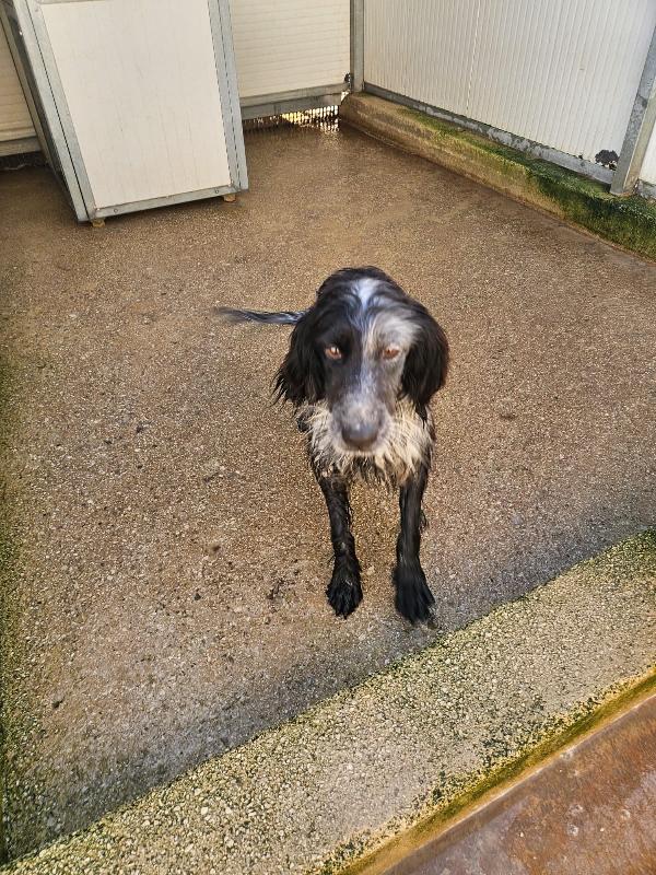 Raya: giovane setterina socievole affettuosa  Foto 5