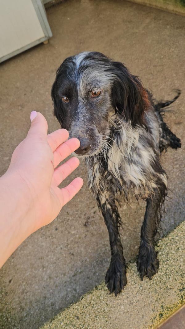 Raya: giovane setterina socievole affettuosa  Foto 6