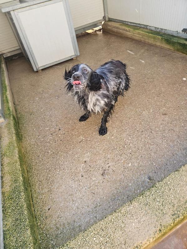 Raya: giovane setterina socievole affettuosa  Foto 7