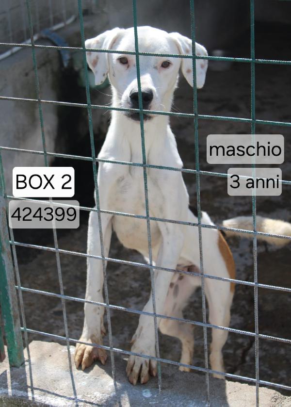 Blanco 3 Anni Taglia Media