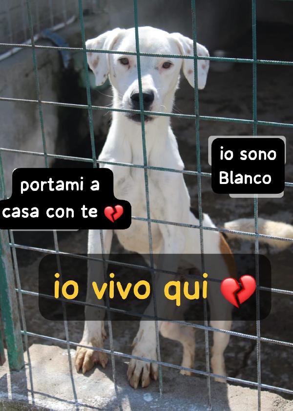 BLANCO 3 ANNI taglia media Foto 2