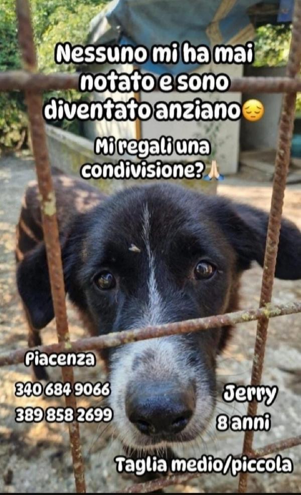 Jerry 8/9Anni Nessuno L Ha Notato.piacenza