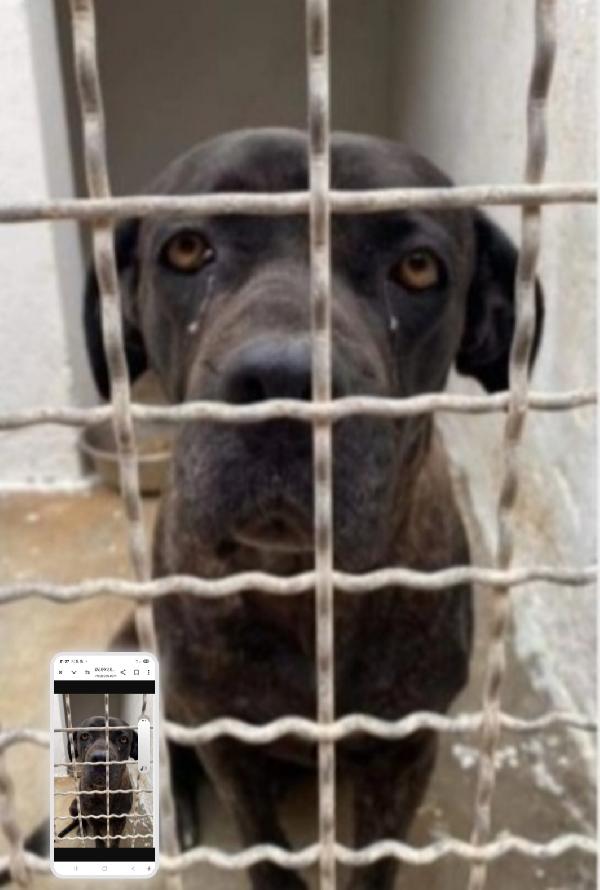 Corso Femmina 4Anni In Canile Depressa Da 3Anni!! Sud