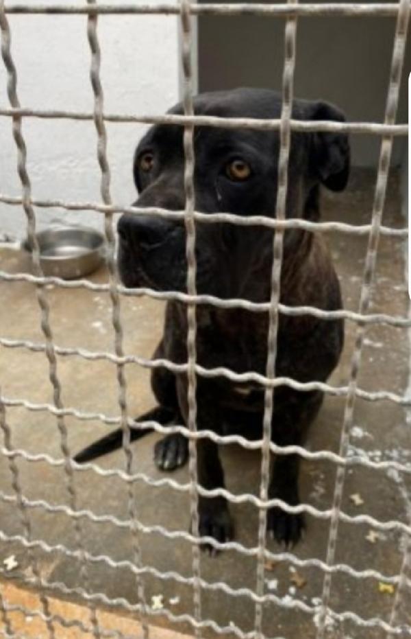 Corso femmina 4anni IN CANILE DEPRESSA DA 3ANNI!! SUD Foto 2