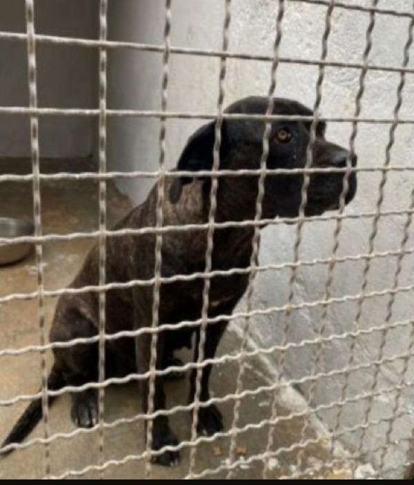 Corso femmina 4anni IN CANILE DEPRESSA DA 3ANNI!! SUD Foto 3