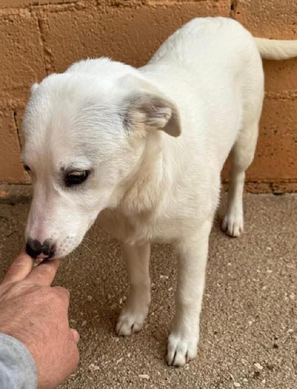 Cucciola Simil Labrador