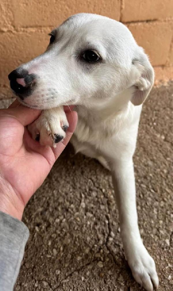 CUCCIOLA SIMIL LABRADOR Foto 2