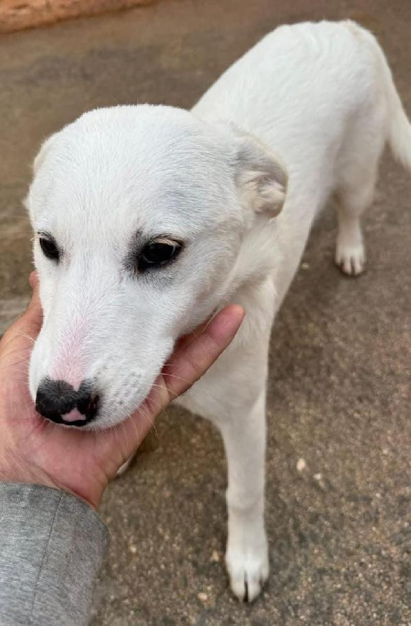 CUCCIOLA SIMIL LABRADOR Foto 4