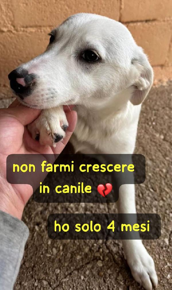 CUCCIOLA SIMIL LABRADOR Foto 5