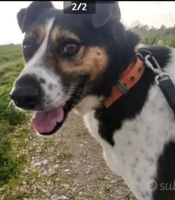 Leo 9Anni Era Libero..3Anni Fa Finito In Gabbia.caserta