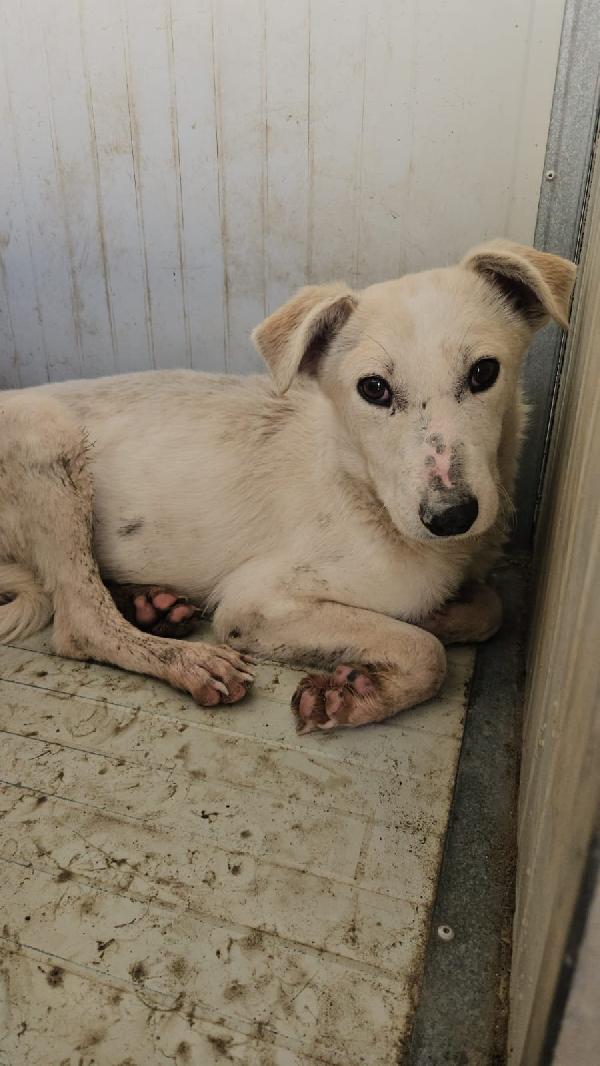 Oipe: docile e socievole. Taglia contenuta Foto 5