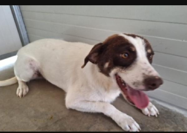 Lillo quasi 3anni 15kg entrato cucciolo in box.SUD Foto 2