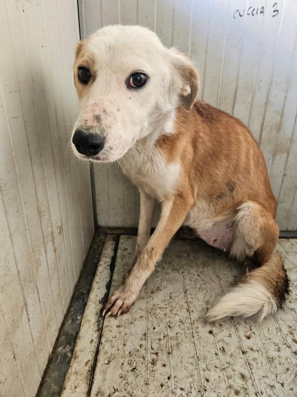 Gemma: dolce e sensibile  Foto 9