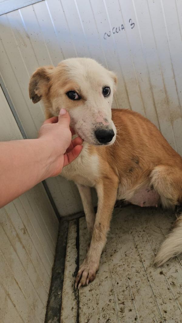 Gemma: dolce e sensibile  Foto 10