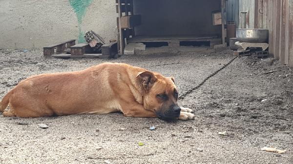 CHICCO 18 MESI Taglia grande Foto 2