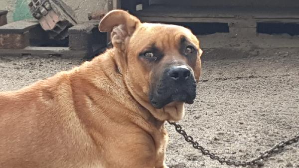 CHICCO 18 MESI Taglia grande Foto 3