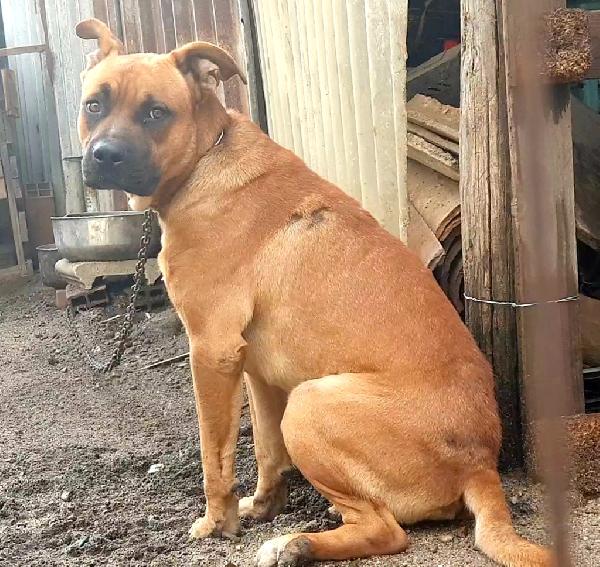 CHICCO 18 MESI Taglia grande Foto 5