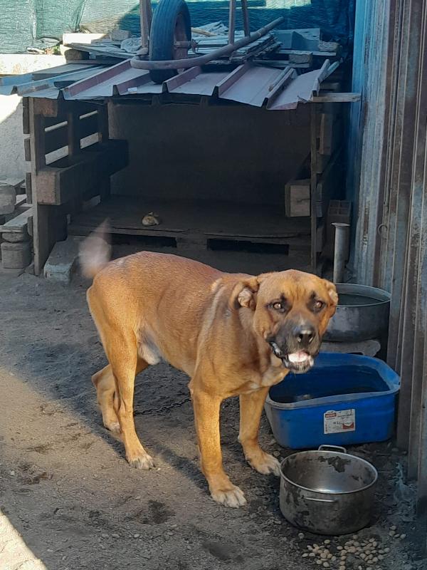 CHICCO 18 MESI Taglia grande Foto 6