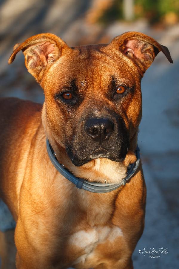 CHICCO 18 MESI Taglia grande Foto 7