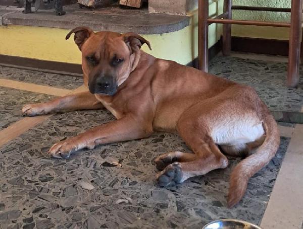 CHICCO 18 MESI Taglia grande Foto 8