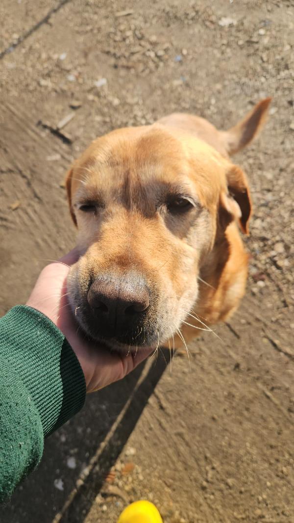 Paco: Labrador Retriever Dolcissimo Con Tutti 
