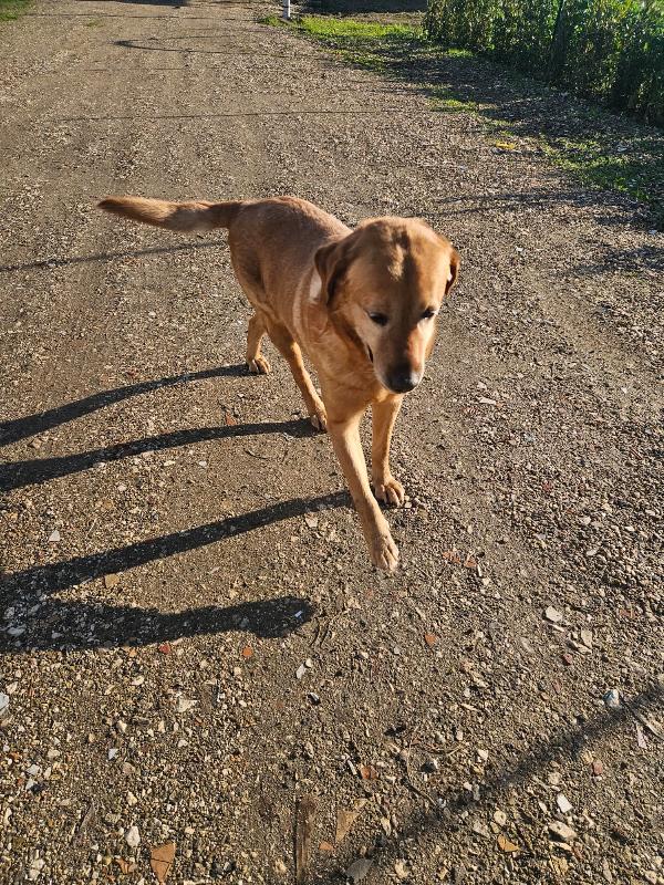 Paco: labrador retriever dolcissimo con tutti  Foto 2