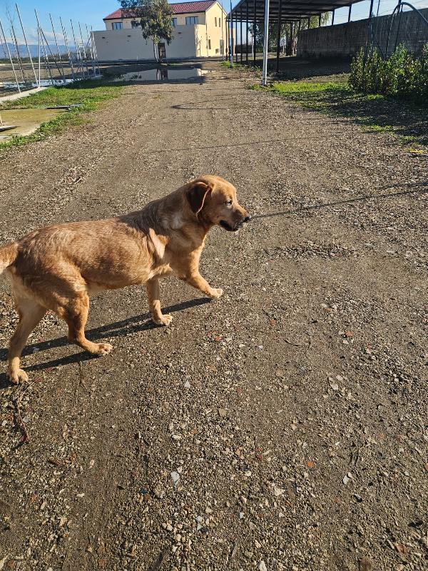 Paco: labrador retriever dolcissimo con tutti  Foto 3