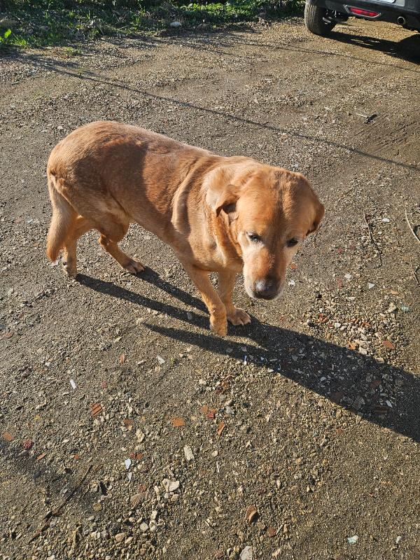 Paco: labrador retriever dolcissimo con tutti  Foto 6
