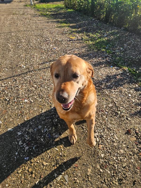 Paco: labrador retriever dolcissimo con tutti  Foto 8