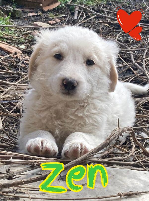 Cuccioli Taglia Medio Grande 2 Mesi