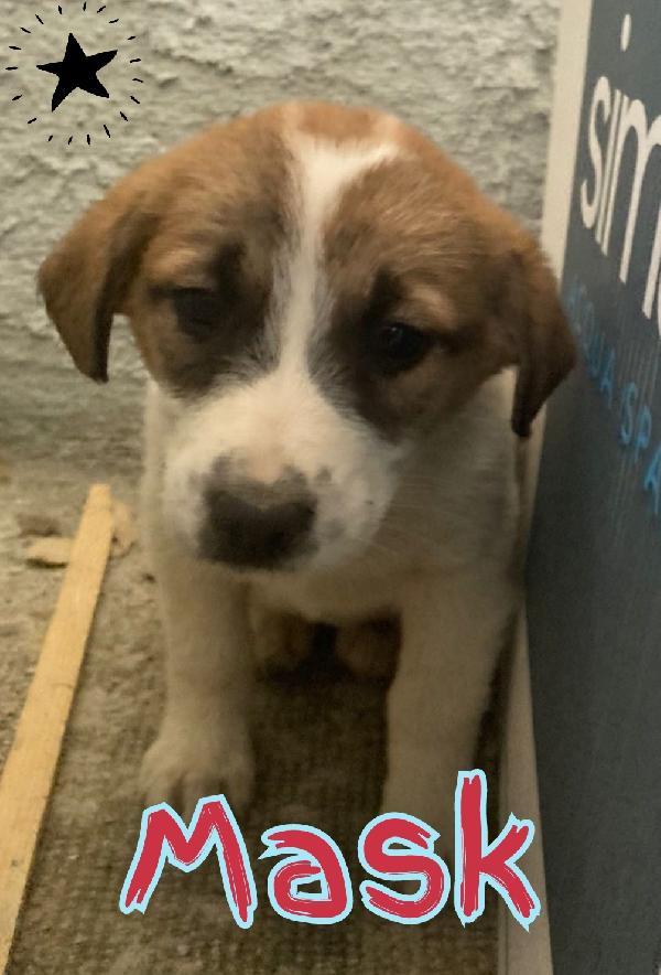 Cuccioli taglia medio grande 2 mesi Foto 2