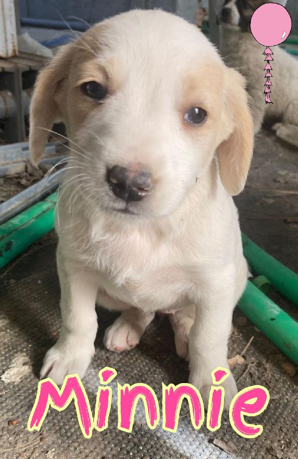 Cuccioli taglia medio grande 2 mesi Foto 3