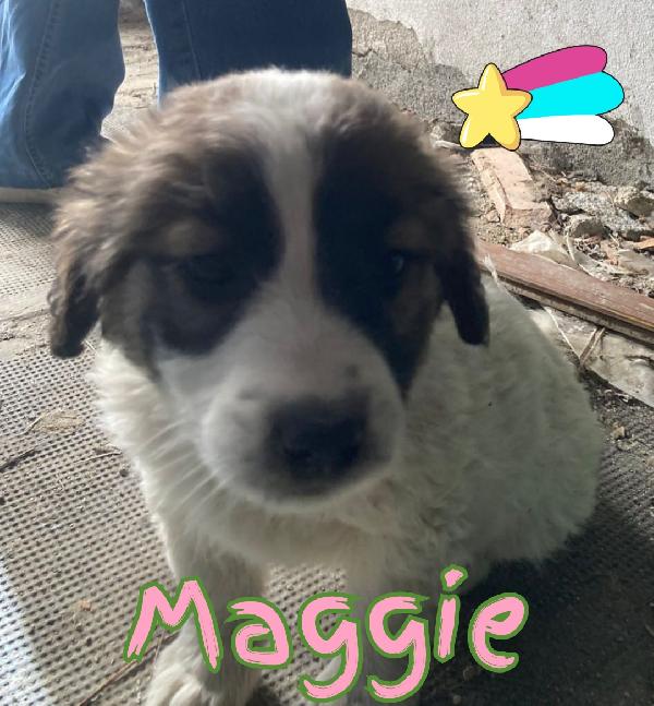 Cuccioli taglia medio grande 2 mesi Foto 4