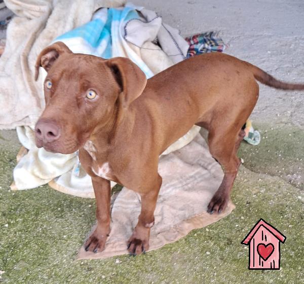 Baileys cucciolo color caramello Foto 2