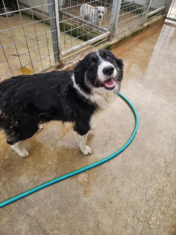 Rosalia Splendida Dolce Mamma Simil Border Collie 