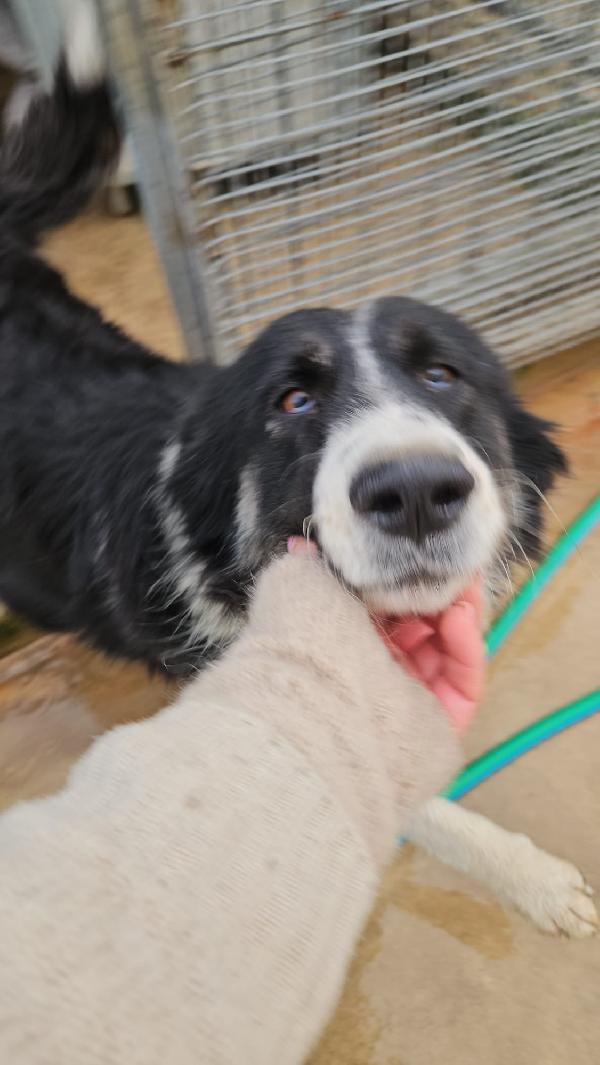 Rosalia splendida dolce mamma simil Border Collie  Foto 2