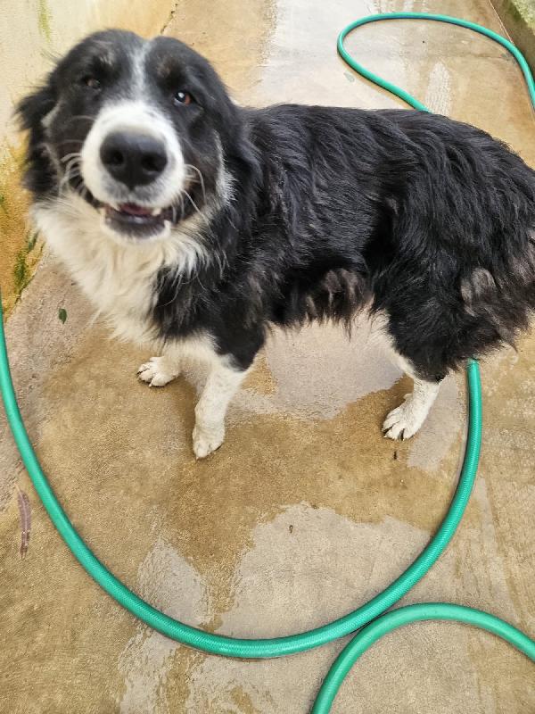 Rosalia splendida dolce mamma simil Border Collie  Foto 3