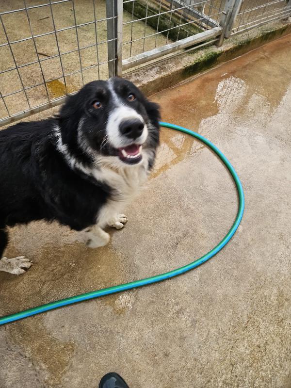 Rosalia splendida dolce mamma simil Border Collie  Foto 5