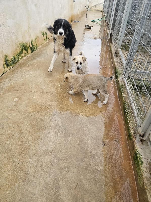 Rosalia splendida dolce mamma simil Border Collie  Foto 6