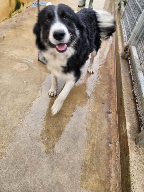 Rosalia splendida dolce mamma simil Border Collie  Foto 7