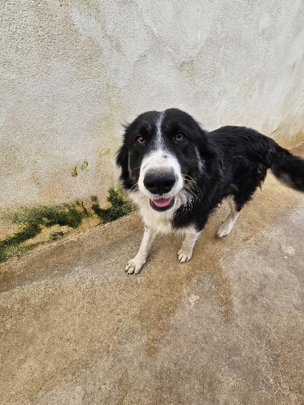 Rosalia splendida dolce mamma simil Border Collie  Foto 8