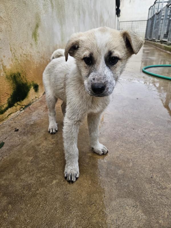 Roseto Splendido Dolce Cucciolo Cerca Casa 