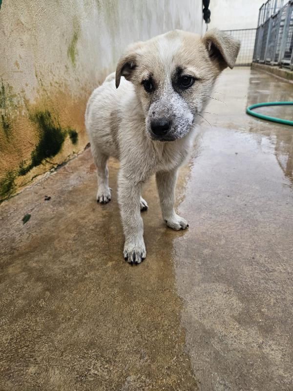 Roseto splendido dolce cucciolo cerca casa  Foto 2