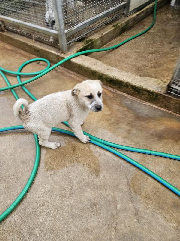 Roseto splendido dolce cucciolo cerca casa  Foto 4